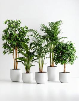 観葉植物 観葉植物の写真