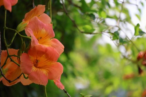 Close-up of orange Trumpet Creeper flowers, JPG Close-up of orange Trumpet Creeper flowers, JPG