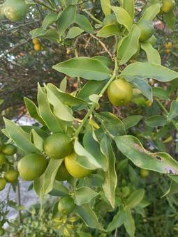 実がなりました 秋,自然,風景の写真素材