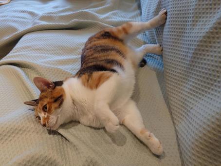 ソファにすりすりする猫 ソファにすりすりする猫 猫,三毛猫,ねこの写真素材