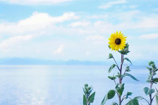 湖畔に咲くひまわりの写真