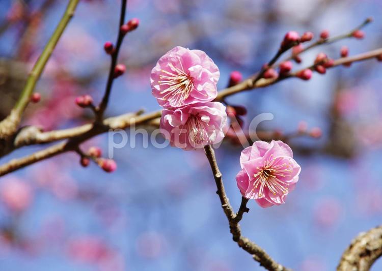 梅の花咲く公園で 梅,春,ピンクの写真素材