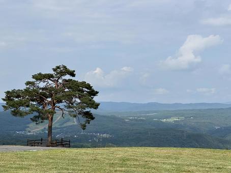 夏の青空と1本の木 木,雲,青空の写真素材
