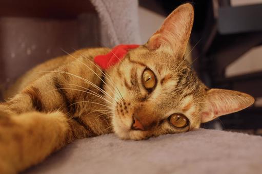 リラックスする猫の愛らしい表情 リラックスする猫の愛らしい表情の写真
