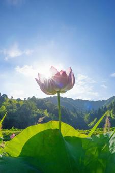蓮の花 蓮の花の写真