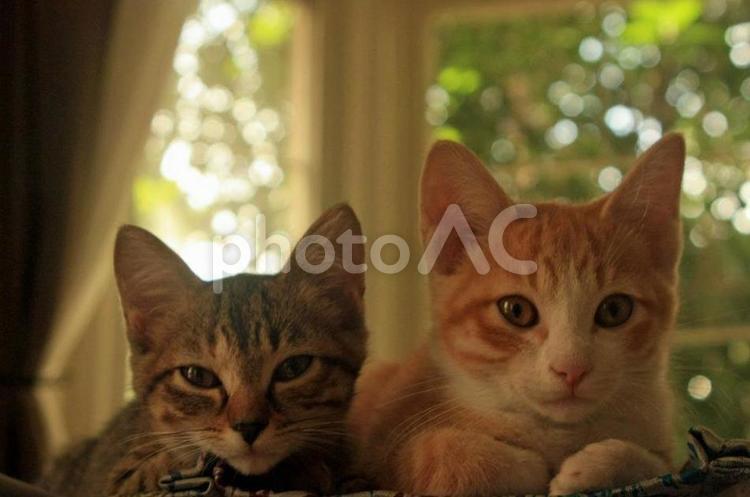 新しい家族が来た日 猫,兄妹,子猫の写真素材