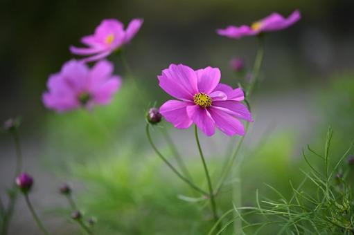コスモス コスモス,花,ピンクの写真素材