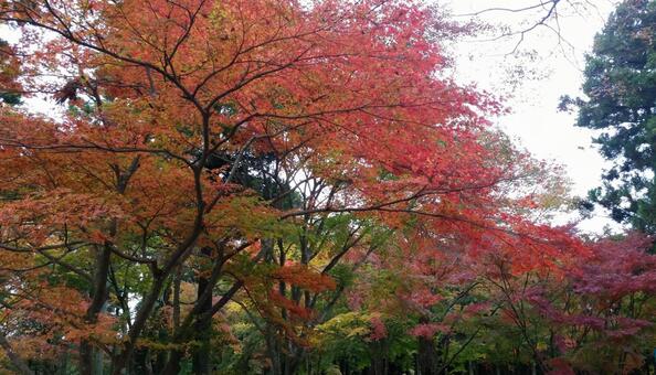 紅葉1 紅葉1の写真