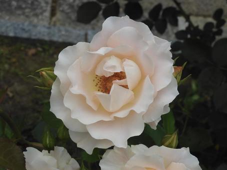 薔薇 薔薇の写真