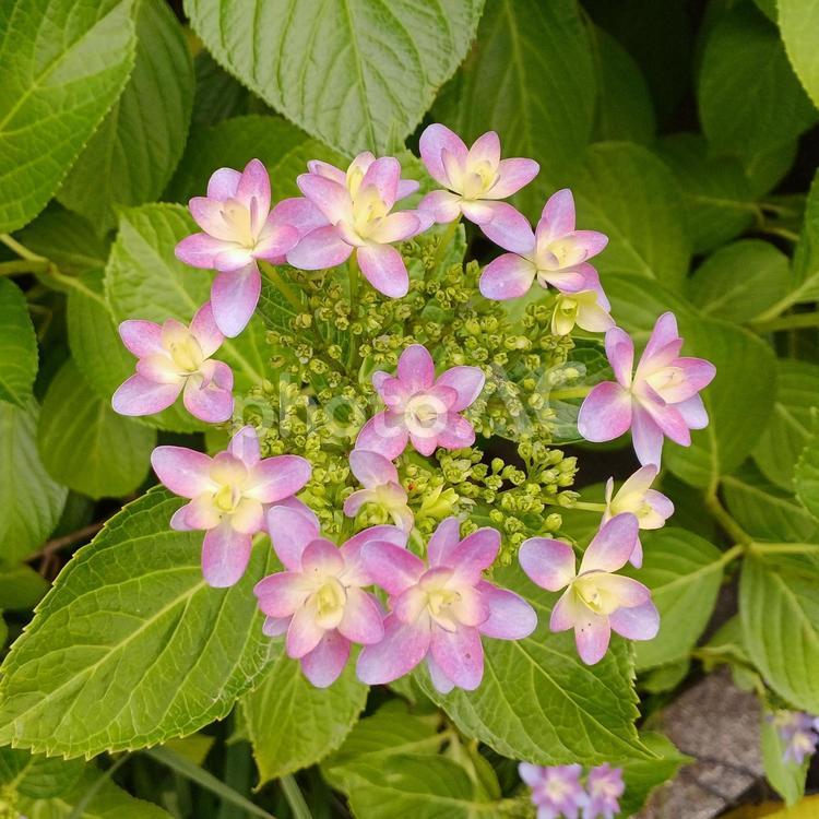 紫陽花80 花,植物,自然の写真素材