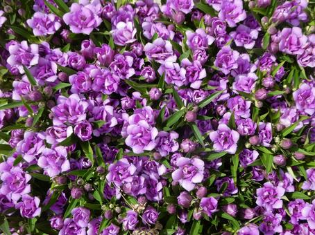 リンドウの花 八重咲 あしろブーケ ロゼ リンドウの花 八重咲 あしろブーケ ロゼ の写真