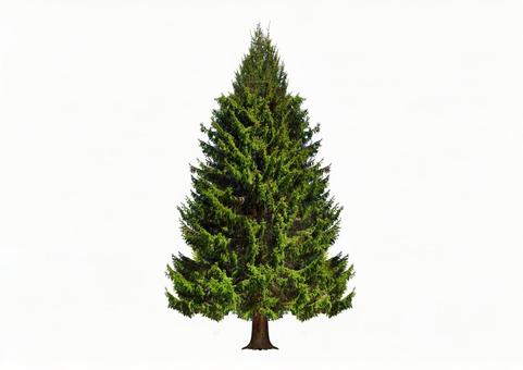 クリスマスツリー クリスマスツリーの写真