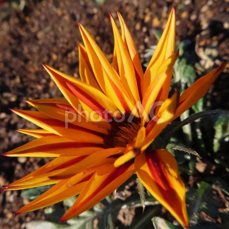 ガザニア（勲章菊） ガザニア,勲章菊,花の写真素材