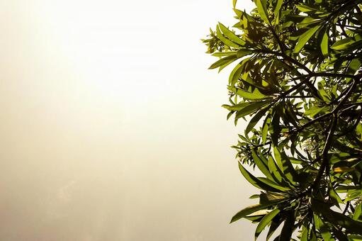 逆光のプルメリアの葉と白背景 プルメリア,葉,木の写真素材