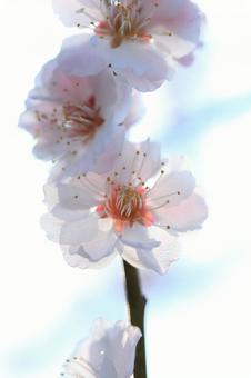 梅の花 梅の花の写真