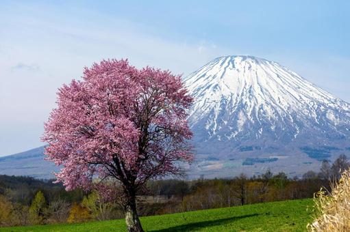 羊蹄山を望む一本桜 一本桜,羊蹄山,残雪の写真素材