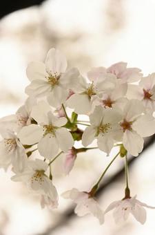桜 桜の写真