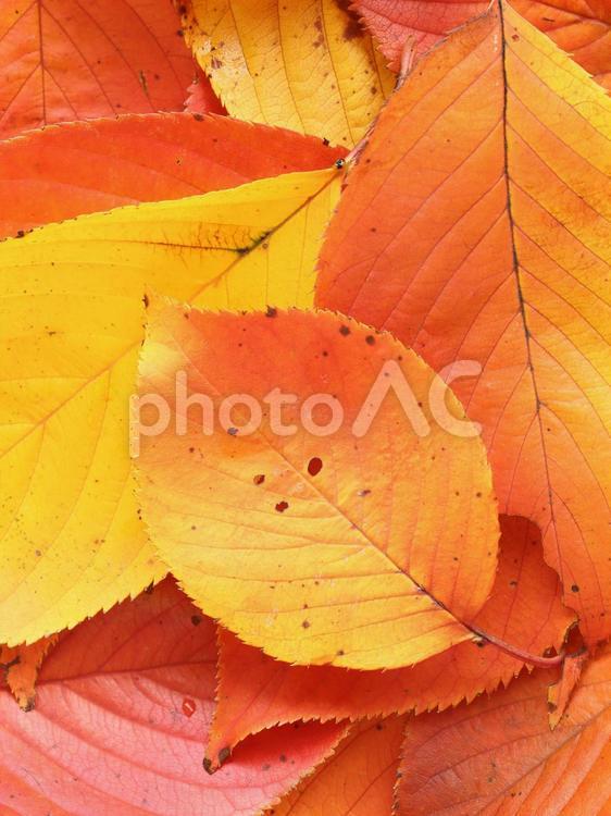 紅葉　サクラ　秋のイメージ サクラ,紅葉,落葉の写真素材