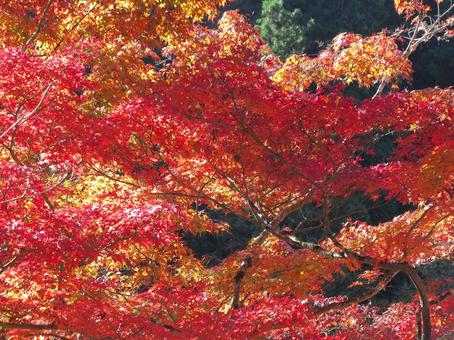 山の紅葉風景 紅葉,葉,木々の写真素材