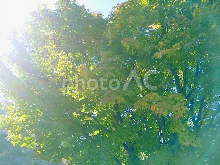 緑のモミジ葉が爽やかに揺れる 自然,屋外で,草の写真素材