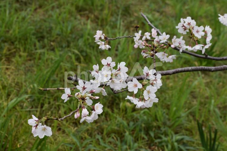 桜 桜,お花見,春の写真素材