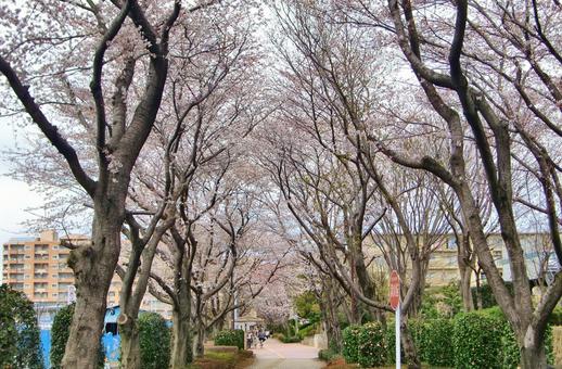 桜の季節-35 桜,木,幹の写真素材