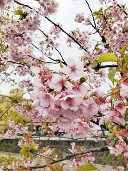 桜 桜の写真