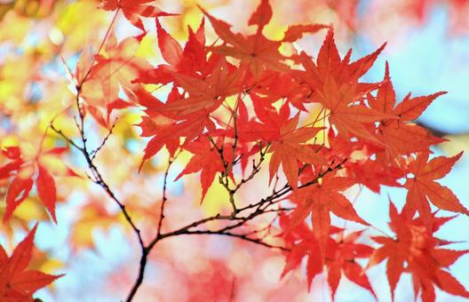 もみじの紅葉 紅葉,もみじ,赤色の写真素材