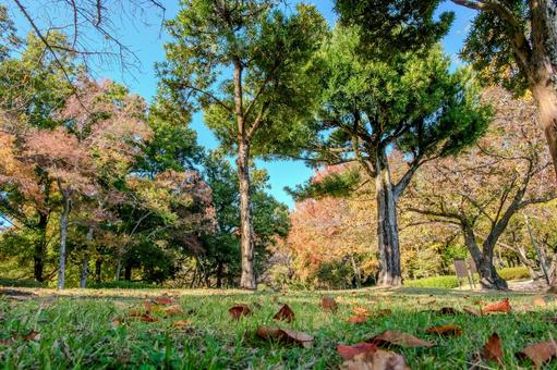 青空に映える春日公園の鮮やかな紅葉 木漏れ日,枝,逆光の写真素材