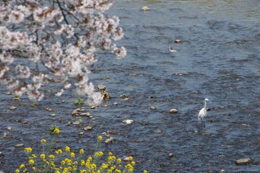 桜 桜の写真
