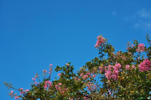 花と青空 花,青空,空の写真素材