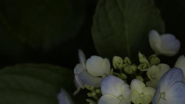 紫陽花 [無加工]版 縦横16:9 水色,黄緑,無修正の写真素材