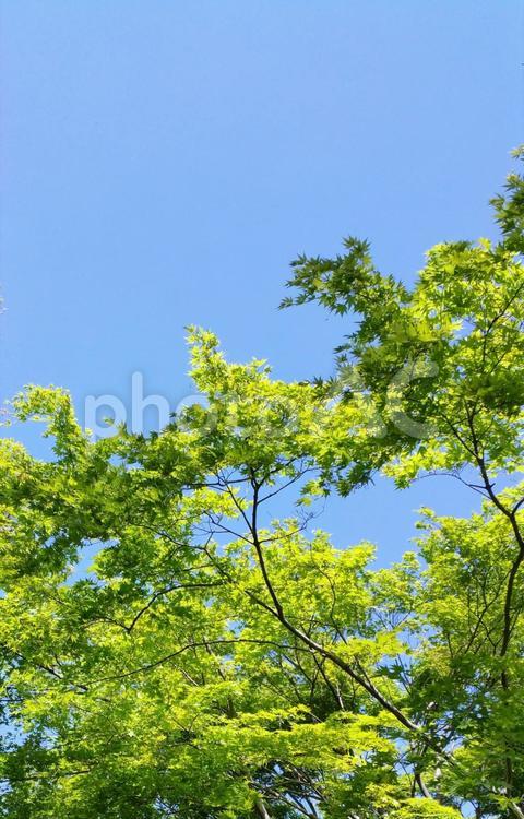 新緑の青もみじと青空 夏,初夏,真夏の写真素材