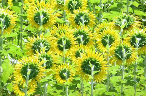 向日葵の後ろ姿 向日葵の後ろ姿 向日葵,花,夏の写真素材