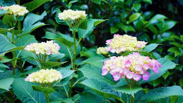 鮮やかなピンクの額紫陽花と緑 鮮やかなピンクの額紫陽花と緑 額紫陽花,アジサイ,ピンクの写真素材