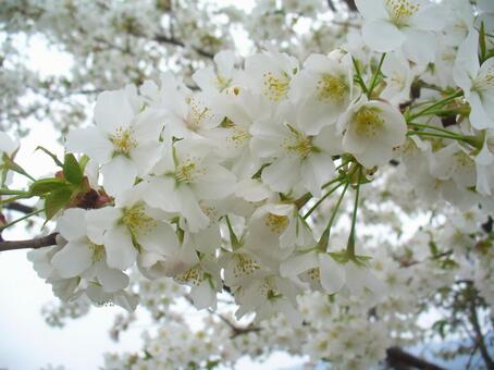 桜 桜の写真