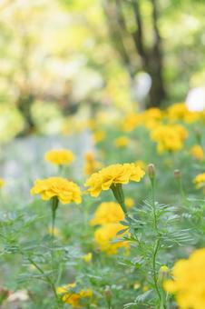 黄色の花 黄色の花の写真