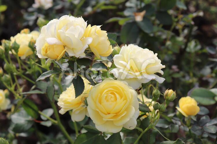 鮮やかな黄色が特徴の薔薇の人気種、ゴールドバニー 薔薇,植物,人気の写真素材