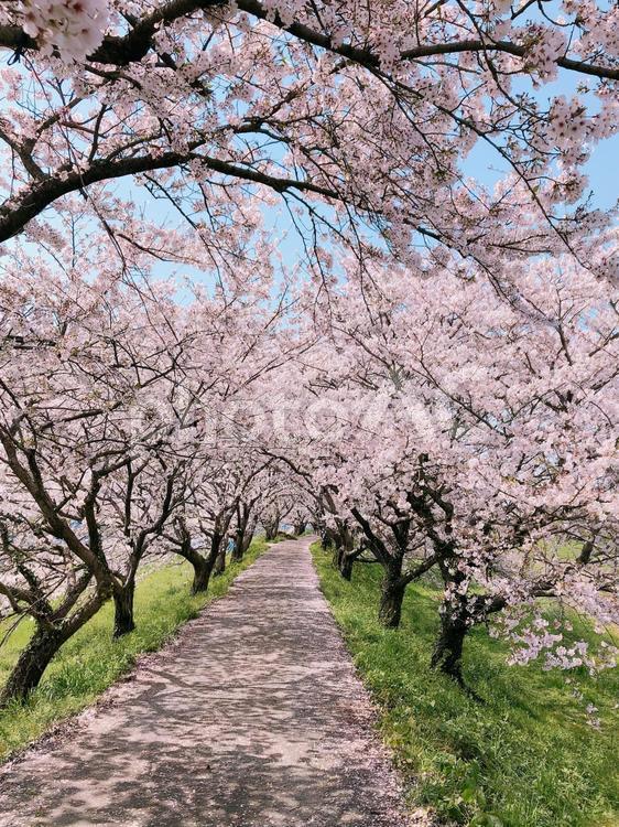 桜並木 桜,春,並木道の写真素材
