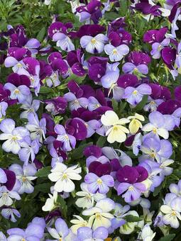 寄せ植え 寄せ植え,花壇,花々の写真素材