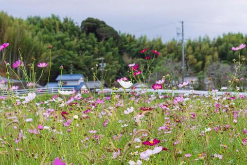 Colorful and beautiful cosmos field, JPG