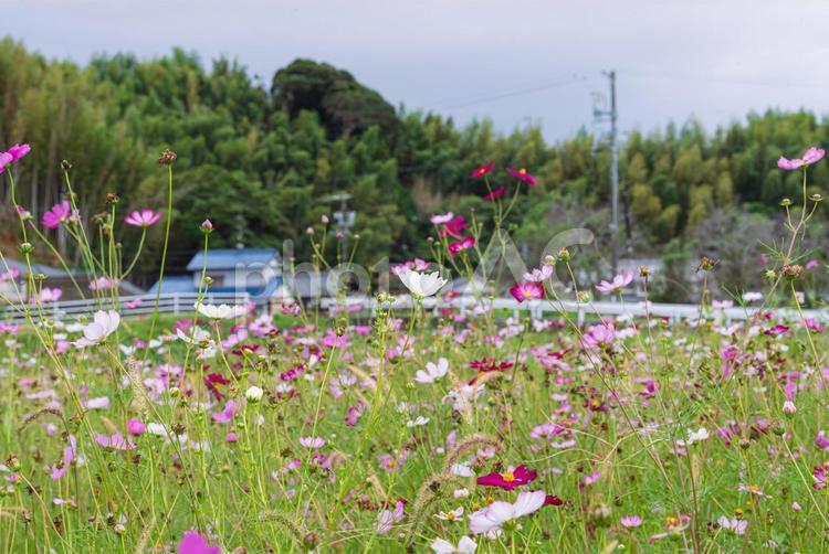 カラフルで美しいコスモス畑 コスモス,秋桜,草花の写真素材