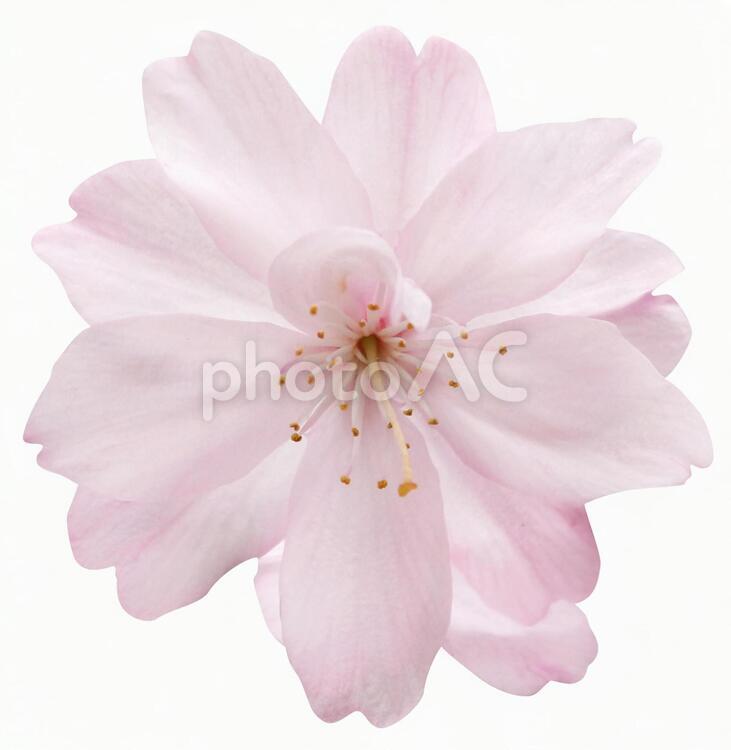 切り抜き素材　桜98 桜,ピンク,春の写真素材