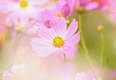 コスモス コスモスの写真