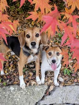 紅葉と僕達④ 犬,ビーグル,ジャックラッセルテリアの写真素材