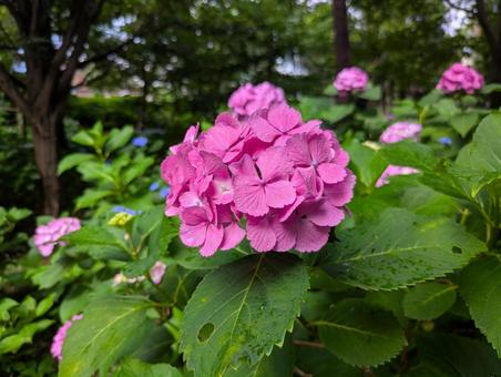 紫陽花 紫陽花の写真