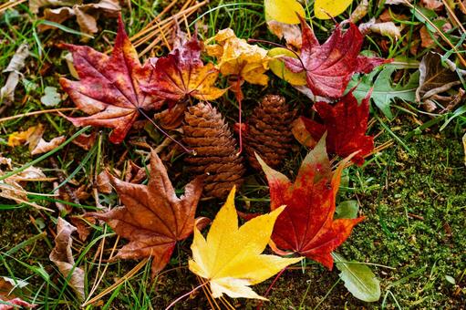 秋の落ち葉の写真