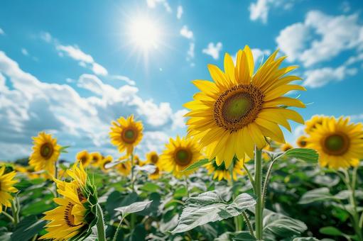 夏を彩る美しいひまわりの花畑 夏を彩る美しいひまわりの花畑の写真