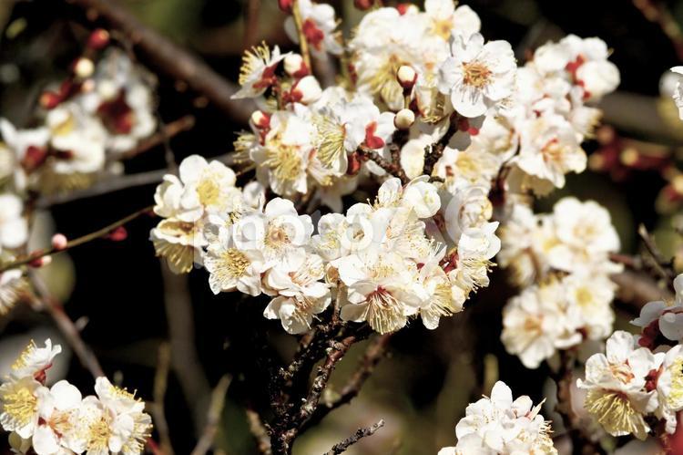 梅園の白い梅の花 梅,花,梅林の写真素材