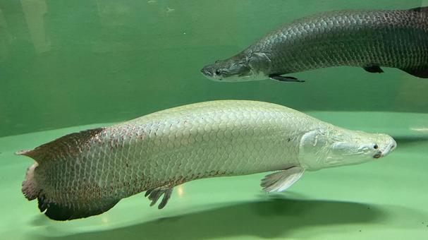 海の生き物 水族館,魚津水族館,海の生き物の写真素材